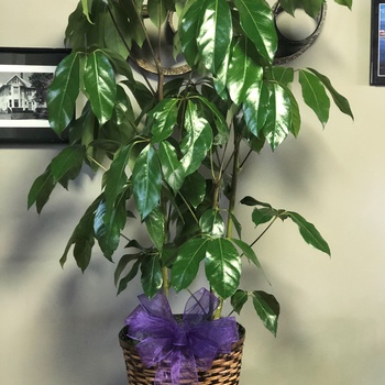 Indoor plant to liven up your room's image