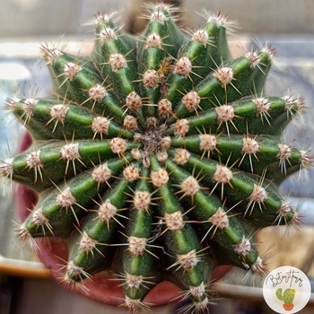 100% Satin Face Masks, Pleated Satin Face Mask, Reusable Face Mask, Washable Face Mask, Handmade Mask, Silk Face Mask